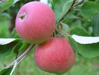 Jabloň 'Geneva Early' - kontejner  Malus domestica 'Geneva Early'