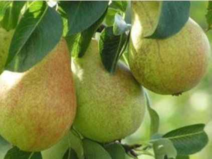 Hrušeň 'Highland'  Pyrus communis 'Highland'