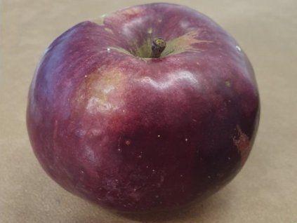 Jabloň 'Běloruské malinové' - kontejner  Malus domestica 'Běloruské malinové'