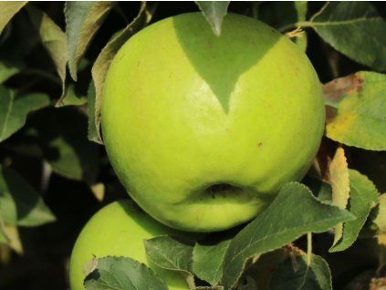 Jabloň sloupovitá 'Bolero' - kontejner  Malus domestica 'Bolero'