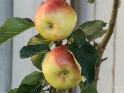 Jabloň sloupovitá 'Ilze' - kontejner  Malus domestica 'Ilze'