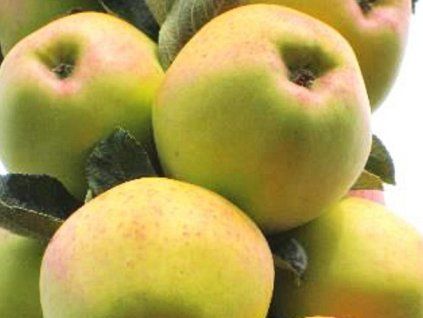 Jabloň sloupovitá 'Kordona' - kontejner  Malus domestica 'Kordona'