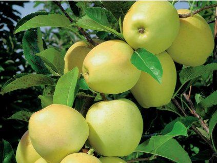 Jabloň sloupovitá 'Lambada' - kontejner  Malus domestica 'Lambada'