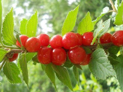 Višeň plstnatá - kontejner  Prunus tomentosa