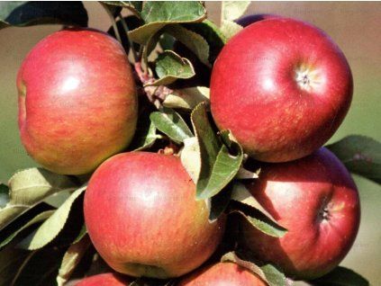 Jabloň sloupovitá 'Pomredrobust/Galahad' - kontejner  Malus domestica 'Pomredrobust/Galahad'