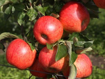 Jabloň 'Freiherr von Hallberg' - kontejner  Malus domestica 'Freiherr von Hallberg'
