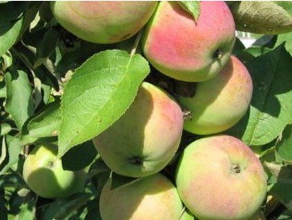 Jabloň sloupovitá 'President' - kontejner  Malus domestica 'President'
