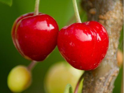 Třešeň 'Kasandra®'- kontejner  Prunus avium 'Kasandra'