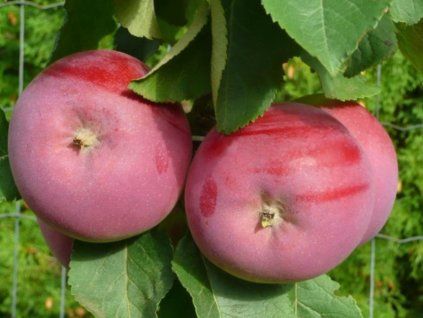 Jabloň sloupovitá 'Solo' - kontejner  Malus domestica 'Solo'