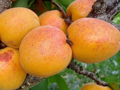 Meruňka 'Goldrich' - kontejner  Prunus armeniaca 'Goldrich'