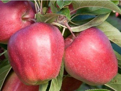 Jabloň 'Gloster' - kontejner  Malus domestica 'Gloster'