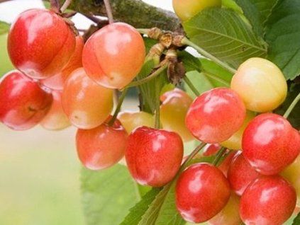 Třešeň 'Napoleonova - compact' - kontejner  Prunus avium 'Napoleonova compact'