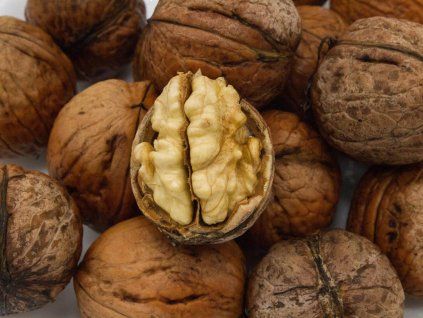 Ořešák 'Apollo' - kontejner  Juglans regia ´Apollo´