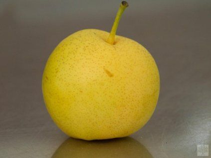 Asijská hrušeň 'Shinseiki'- kontejner  Pyrus pyrifolia 'Shinseiki'