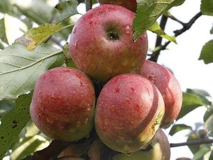 Jabloň 'Jarka' - kontejner  Malus domestica 'Jarka'