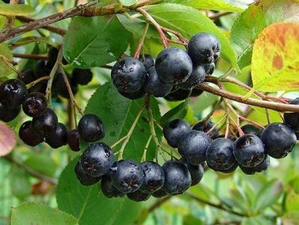 Černý jeřáb - kontejner  Aronia melanocarpa