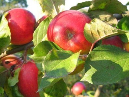 Jabloň 'Dublet' - kontejner  Malus domestica'Dublet'