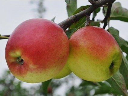 Jabloň 'Ligolina' - kontejner  Malus domestica 'Ligolina'