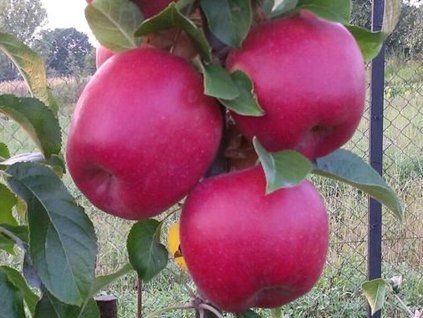 Jabloň 'Lotos'- kontejner  Malus domestica 'Lotos'