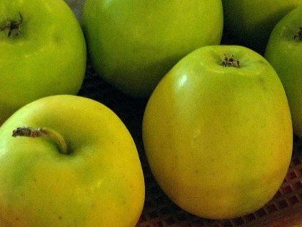 Jabloň 'Resista' - kontejner  Malus domestica 'Resista'