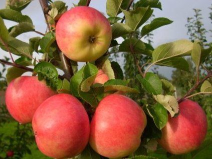 Jabloň 'Barby' - kontejner  Malus domestica 'Barby'