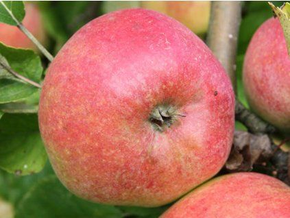 Jabloň 'Zuzana' - kontejner  Malus domestica 'Zuzana'