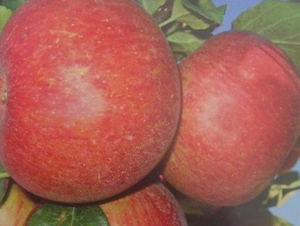 Jabloň 'Rubimeg' - kontejner  Malus domestica 'Rubimeg'