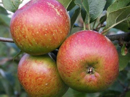 Jabloň 'Rubinstep' - kontejner  Malus domestica 'Rubinstep'