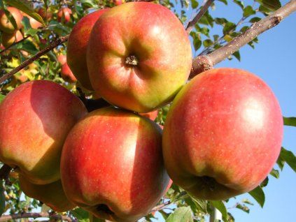 Jabloň 'Shalimar' - kontejner  Malus domestica 'Shalimar'