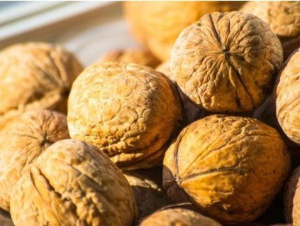 Ořešák 'Seifersdorfský' - kontejner  Juglans regia ´Seifersdorfský´