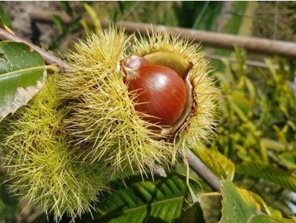 Kaštan jedlý 'Maraval' - kontejner  Castanea sativa 'Maraval'