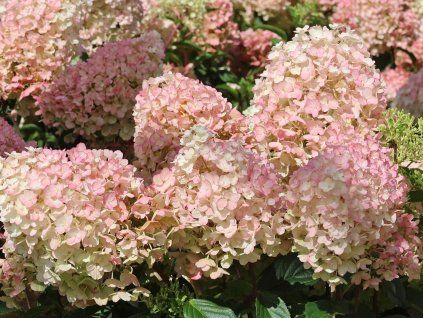 Hortenzie latnatá Living 'Little Blossom'® 'LCN03'  Hydrangea paniculata Living 'Little Blossom'® 'LCN03'