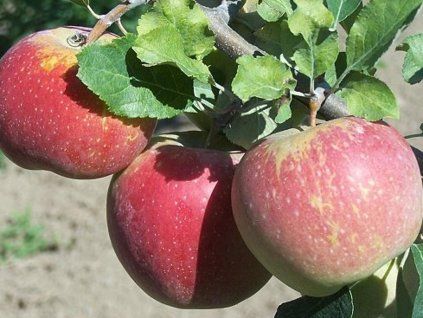 Jabloň 'Florina červená'  Malus domestica 'Florina červená'