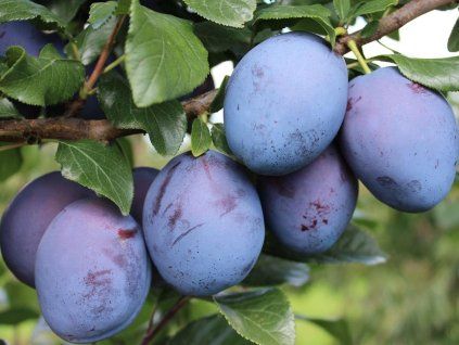 Švestka 'Tophit Plus'  Prunus domestica 'Tophit Plus'