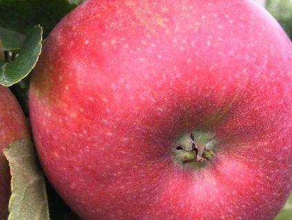 Jabloň 'Aroma'  Malus domestica 'Aroma'