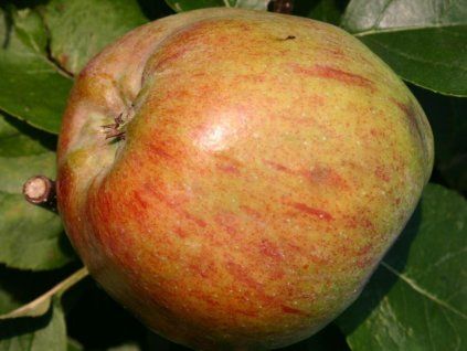 Jabloň 'Delcorf'  Malus domestica 'Delcorf'