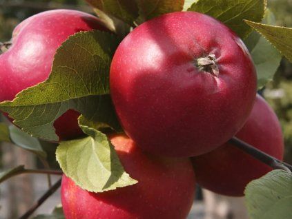 Jabloň 'Red Pigeon'  Malus domestica 'Red Pigeon'