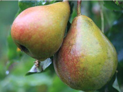 Hrušeň 'Gieser Wildeman'  Pyrus communis ´Gieser Wildeman´