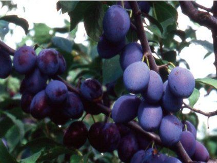 Švestka 'Wegierka Dąbrowicka'  Prunus domestica ´Wegierka Dąbrowicka´