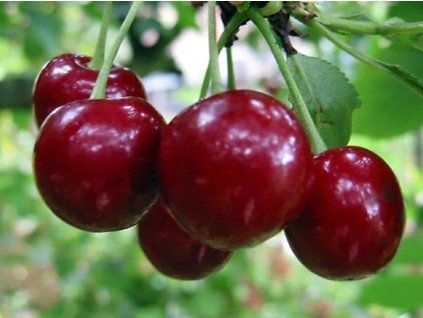 Třešeň 'Prestižna'  Prunus avium 'Prestižna'