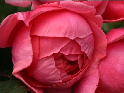 Růže 'Gartenprinzessin Marie-José®' (Balení kontejner C2)