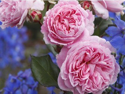 Růže 'Rosengräfin Marie Henriette®' (Balení kontejner C2)