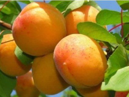 Meruňka 'Anastajskij Kijewskij'  Prunus armeniaca 'Anastajskij Kijewskij