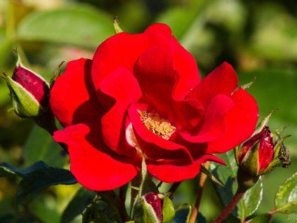 Rosa Matador (1)