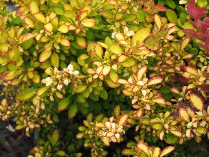 limonc