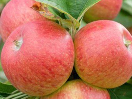 Jabloň 'Cavel'  Malus domestica 'Cavel'