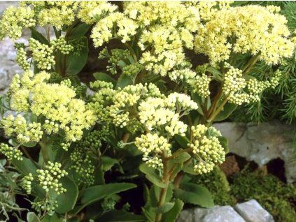 Rozchodník velký 'Seduction Yellow Delicate' - Sedum telephium 'Seduction Yellow Delicate'  Sedum telephium 'Seduction Yellow Delicate'