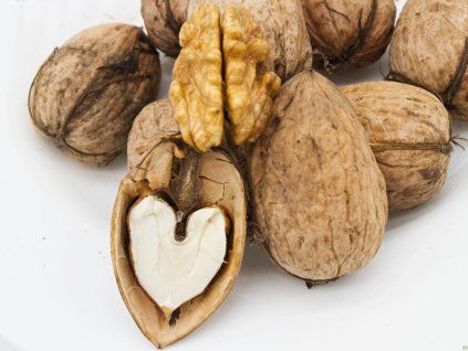 Ořešák 'Bohumil' - kontejner  Juglans regia 'Bohumil'