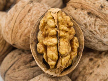 Ořešák 'Jupiter' - kontejner  Juglans regia 'Jupiter'