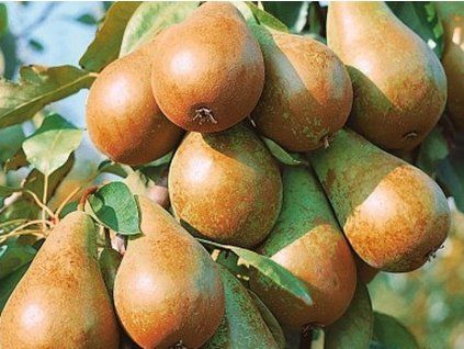 Hrušeň 'Decora' - kontejner  Pyrus communis 'Decora'